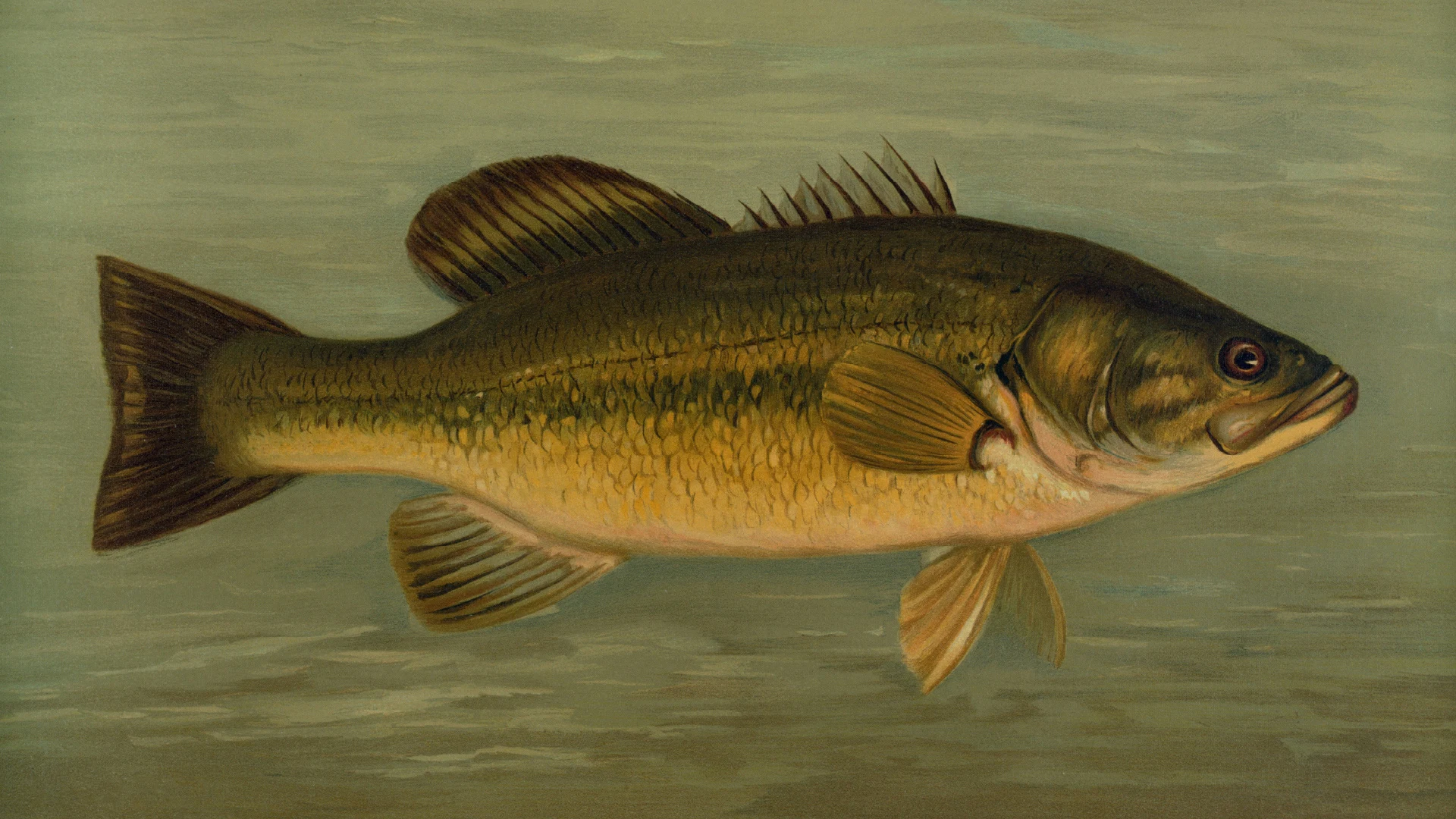 bb — Fish illustration