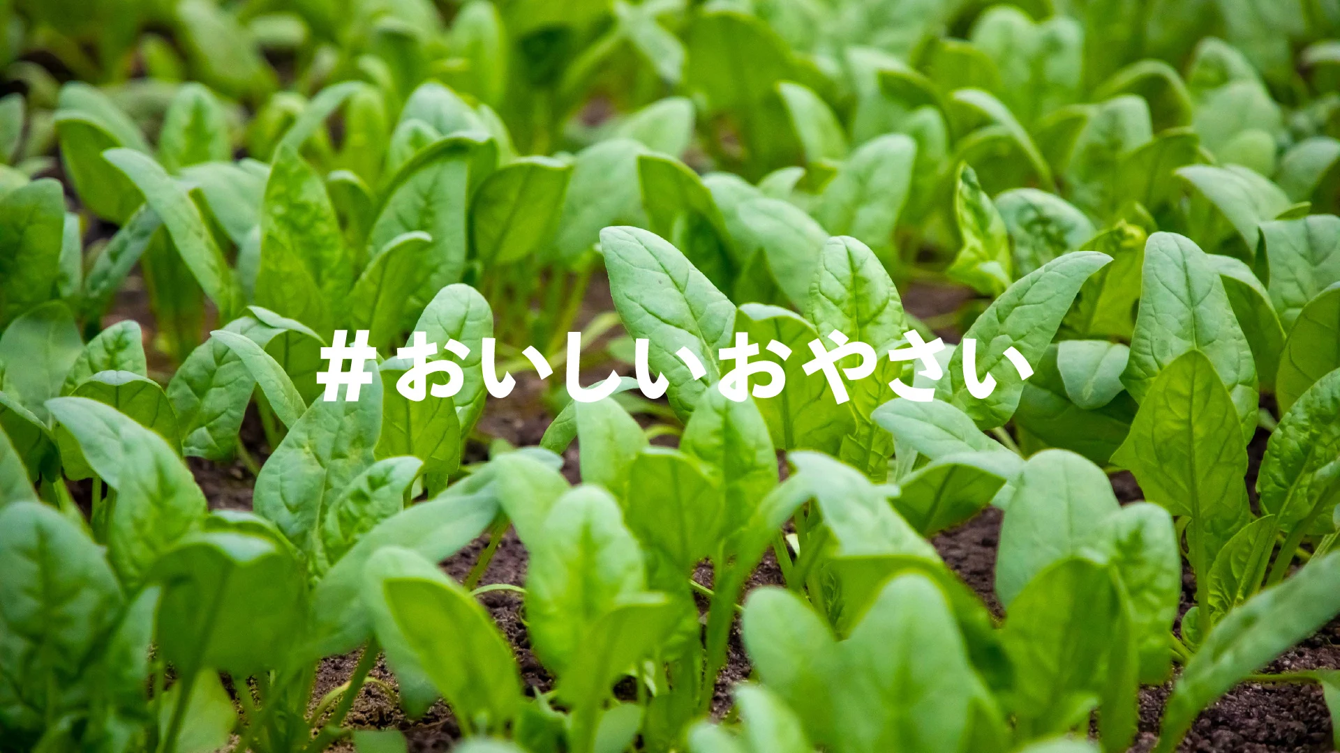 dale — Vegetable campaign image