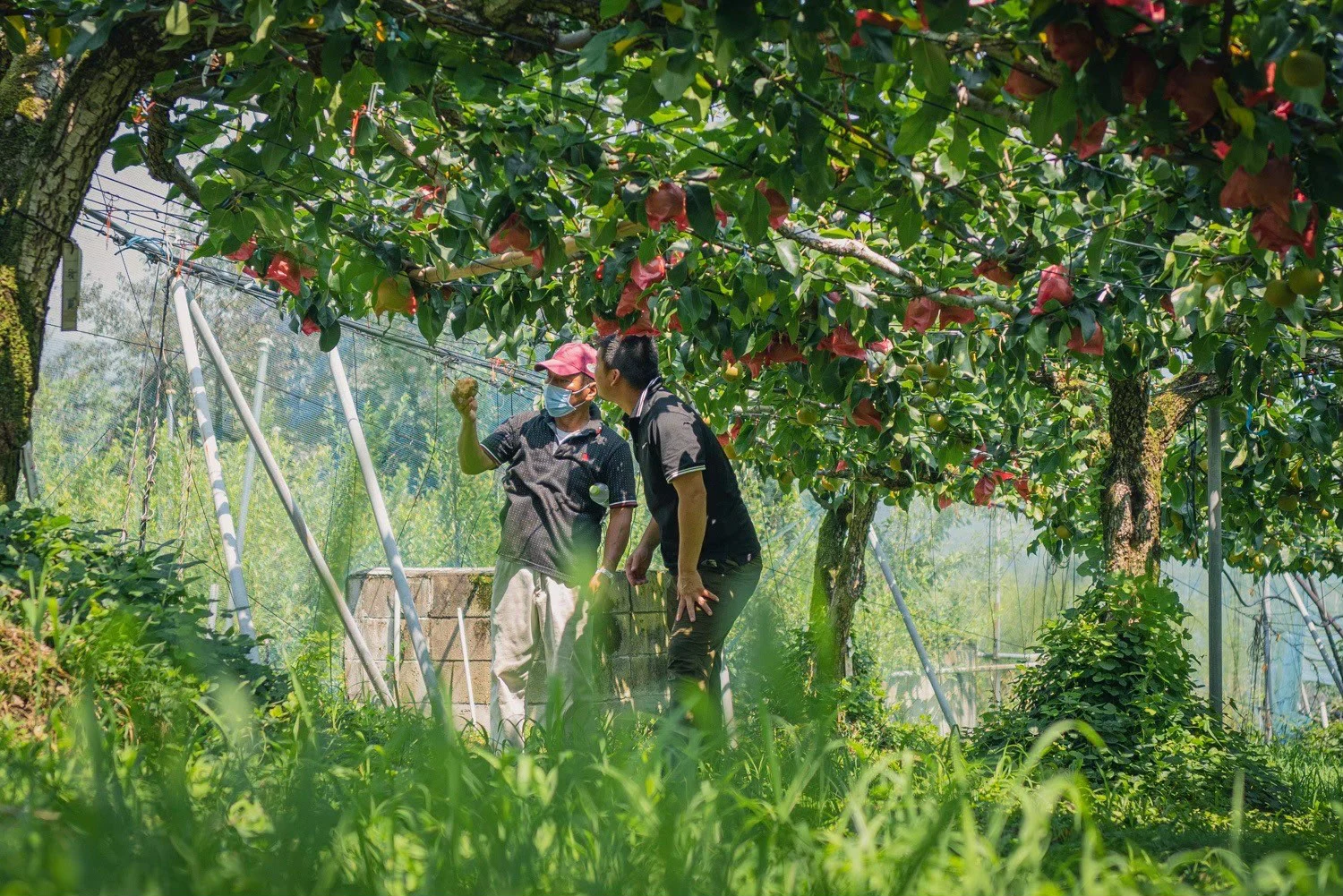 dale — Portrait of a grower in the fields
