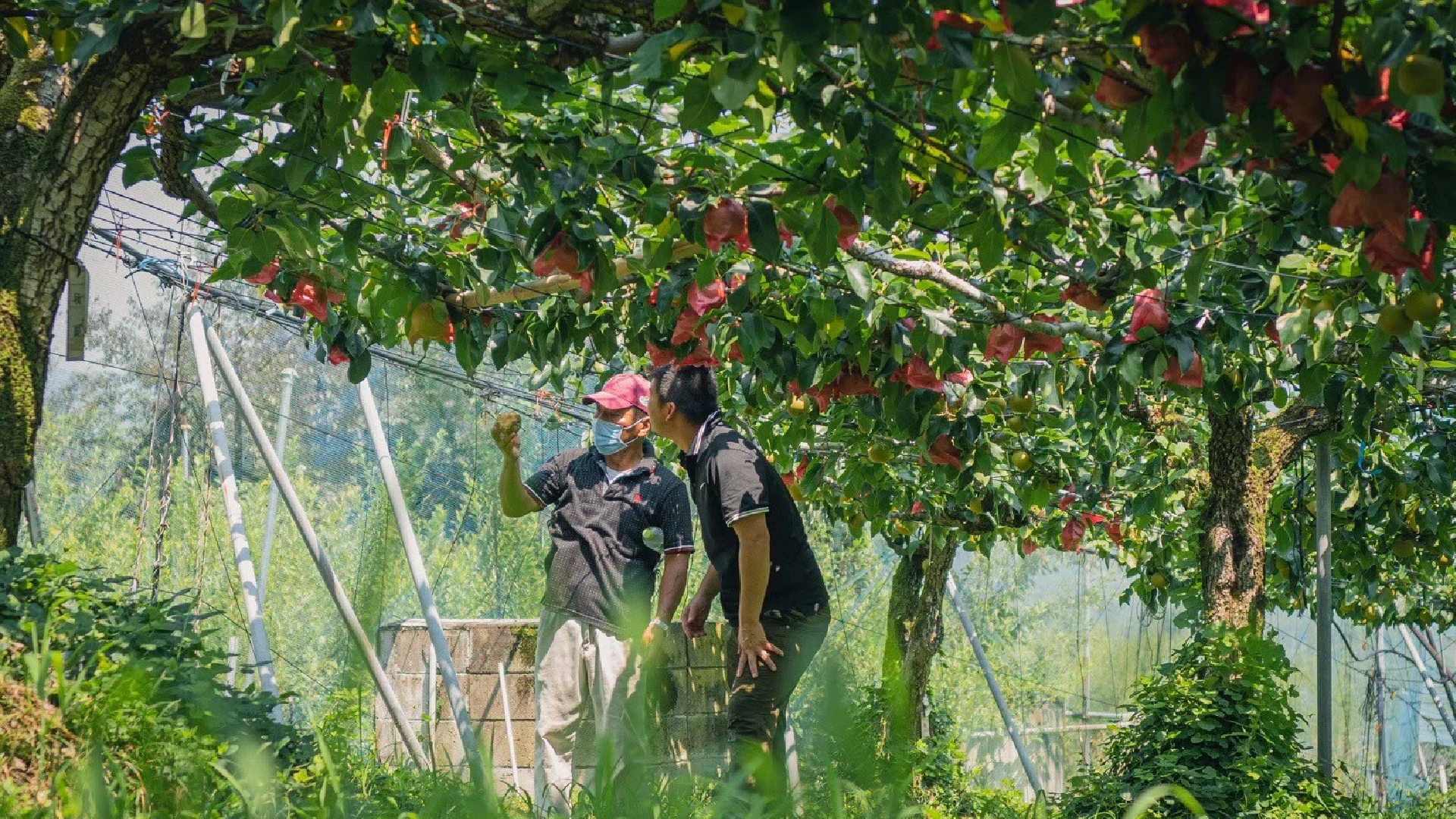wada — Working among fruit trees