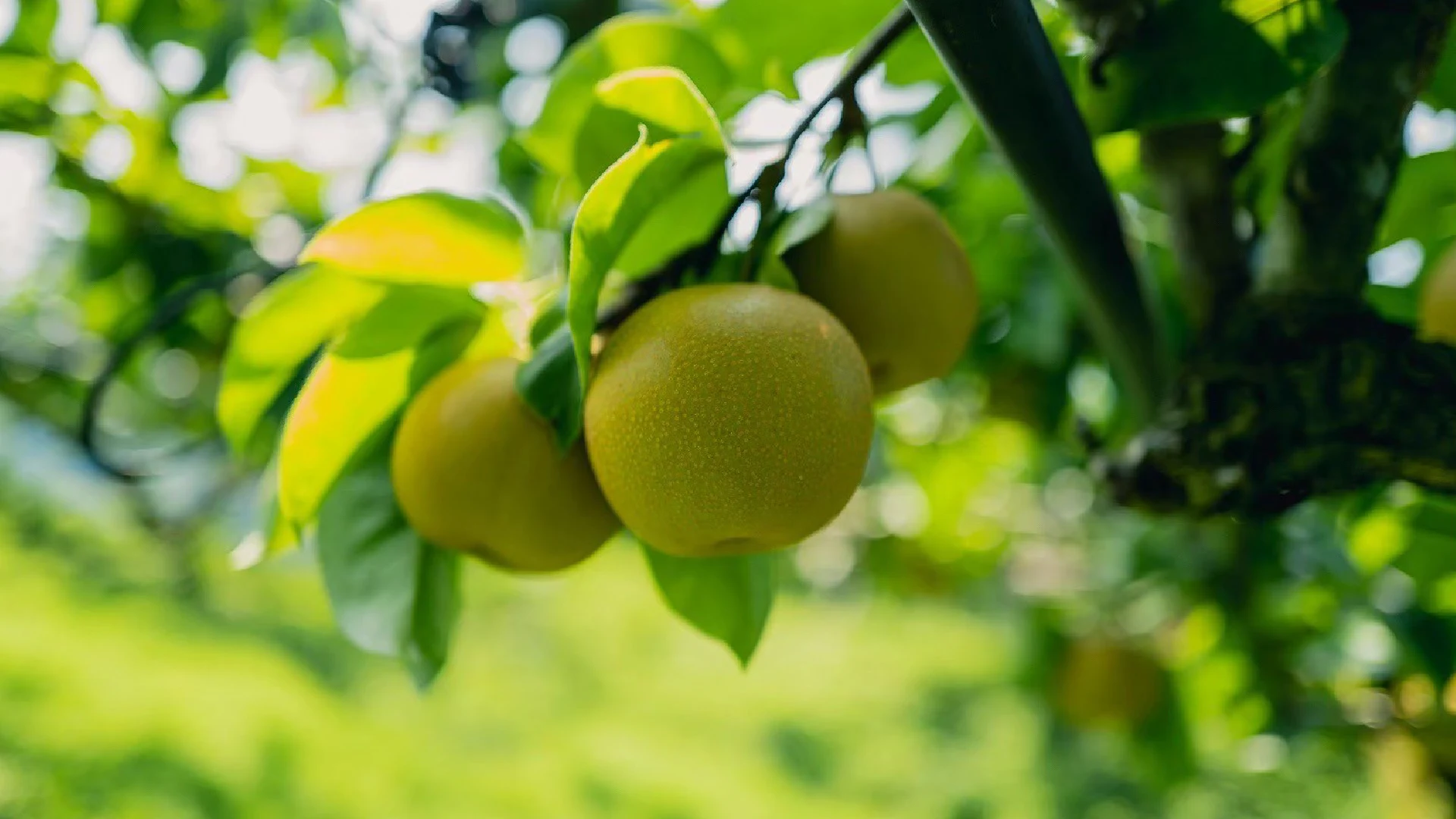 wada — Pears growing on a tree