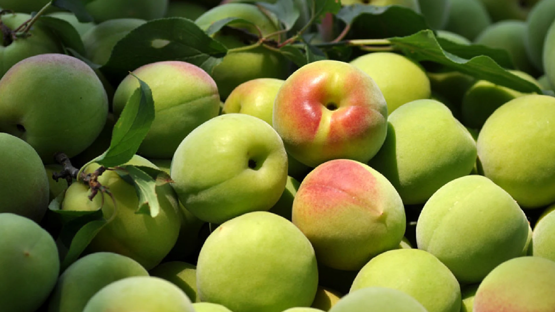 wada — Freshly harvested plums