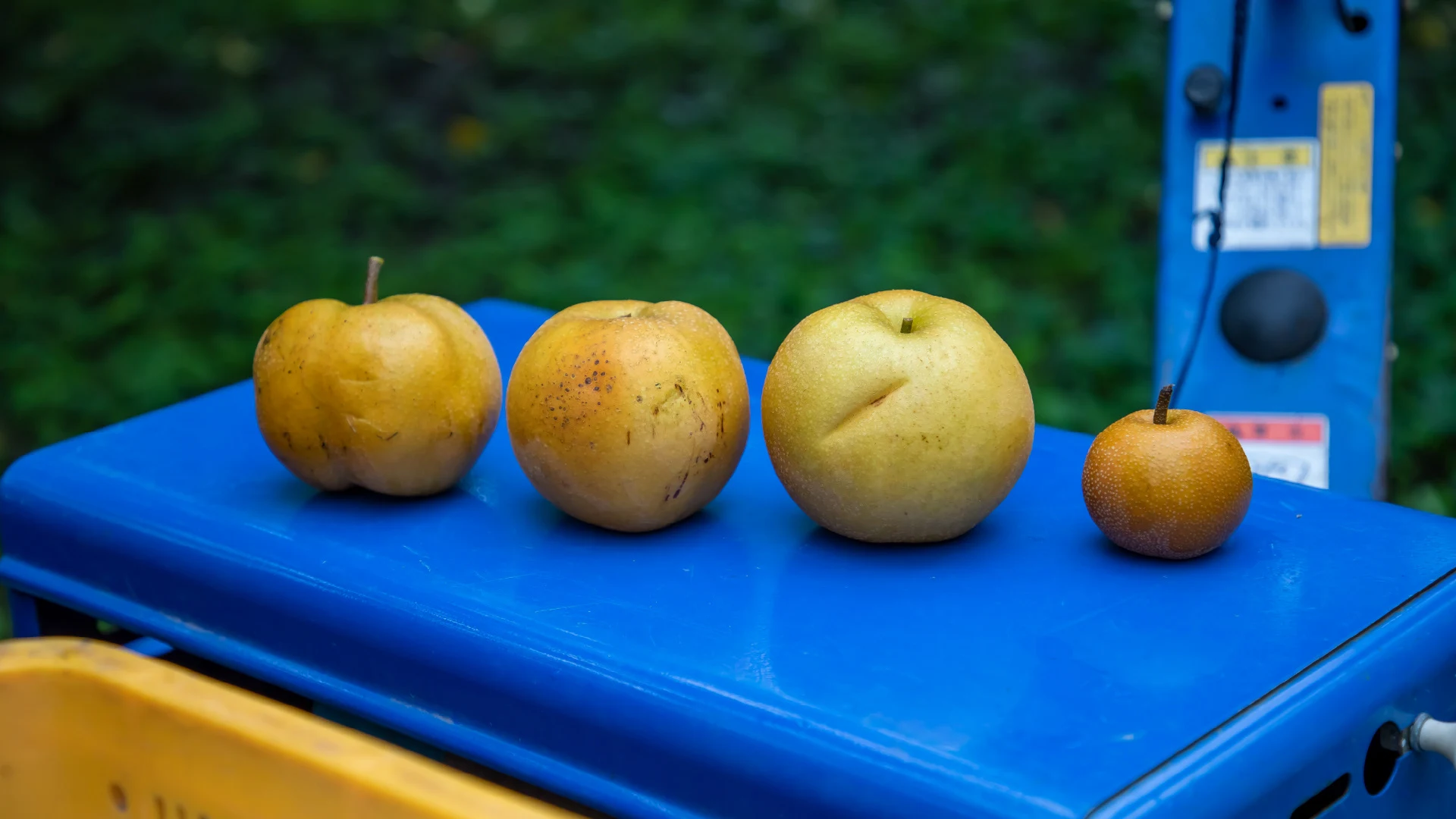 wada — Pears on a sorting belt