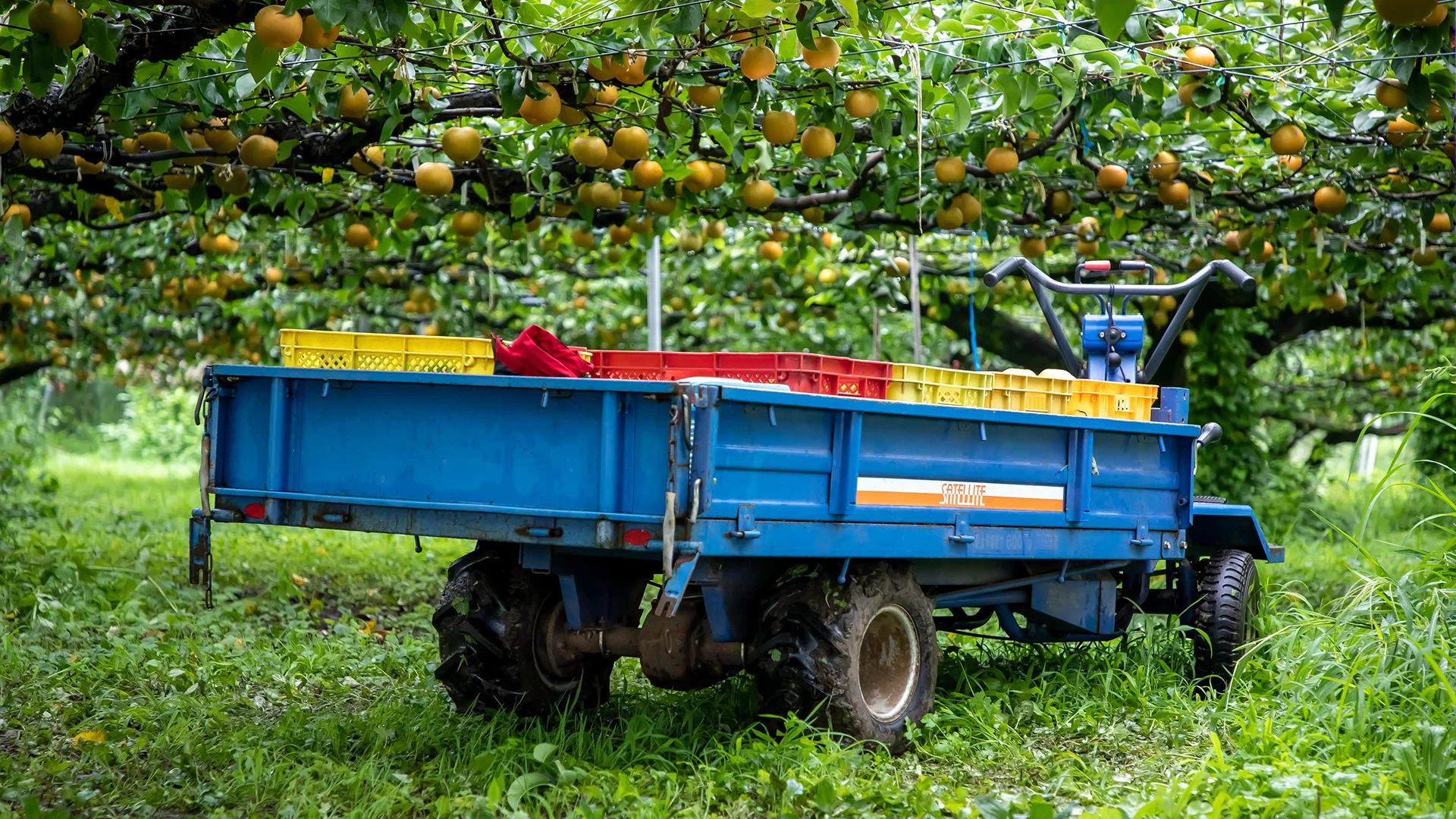 wada — Harvest truck in the orchard